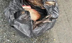 Rize Ardeşen’de Kaçak Avcılığa 71 Bin TL Ceza