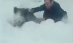 Sinop’ta Yaban Domuzu Sürüsüyle Tehlikeli Anlar