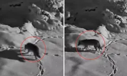 Elazığ’da Aç Kalan Kurt Mezraya İndi