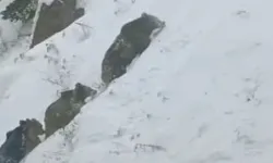 Artvin’de Kış Uykusu Bozuldu: 4 Boz Ayı Görüntülendi