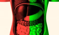 Bağırsak Sağlığı Yaşlanma Sürecini Etkiliyor Mu