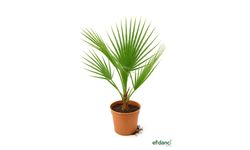 Efidancı Farkıyla Cüce Palmiye Satın Al