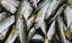 Zonguldak’ta İstavrit 100 Liradan Satılıyor