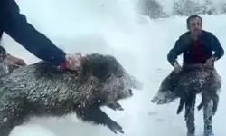 Eliyle Yaban Domuzu Yakaladı, Cezayı Yedi