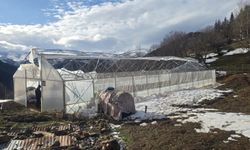 Giresun’da Kuvvetli Fırtına Seraları ve Yaylaları Vurdu