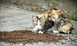 Kedilere Mama İçin Yardım İstedi 182 Bin TL Dolandırıldı