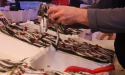 İstavrit Bolluğu Tezgahları Hareketlendirdi