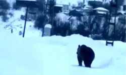 Kastamonu İlçe Merkezine Kadar İndi