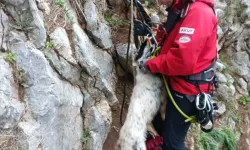 Marmaris’te Kayalıklarda Mahsur Kalan Hayvanlar Kurtarıldı