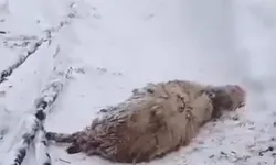 Ordu Gölköy’de Kar Felaketi: Ağıl Çöktü, 7 Koyun Öldü