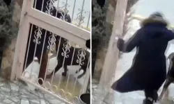 Elmadağ’da Sahipsiz Köpek Saldırısı Kameraya Yansıdı