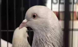 Samsun’da Dereceye Giren Güvercinler İçin Kupa Töreni