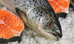 Karadeniz Somonu İhracatı 520 Milyon Doları Aştı