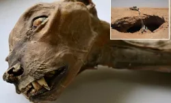 Suudi Arabistan’da Mağarada Mumya Çitalar Bulundu