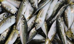 Trabzon’da Balık Tezgâhlarında İstavrit Öne Çıktı