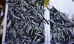 Türk Hamsisi 21 Ülkeye İhraç Edildi