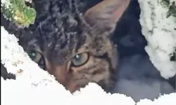 Bolu Ormanlarında Nadir Yaban Kedisi Görüntülendi