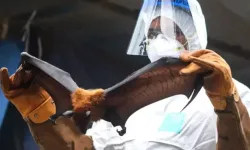 Hindistan’da Nipah Virüsü Alarmı: Ölüm Oranı Çok Yüksek