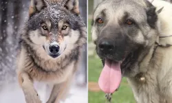 Kurt ile Kangalın Melezi Olduğu İddia Edilen Tür Gündem Oldu