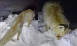 Hakkari’de Dondurucu Soğuk Tilkiyi Ayakta Dondurdu
