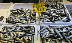 Trabzon’da İstavrit Tezgahların Yeni Gözdesi Oldu