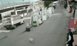 Trabzon’da Sahipsiz Köpek Olayı Sonrası Tartışma