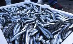 Karadeniz’de Hamsi Sezonu Uzadı