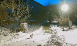 Artvin’de Vaşak Köy Merkezine Kadar İndi