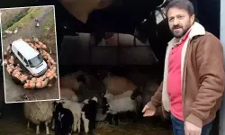 Araklı’da Koyunlar Minibüs Etrafında Döndü