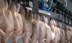 Trabzon Araklı’da Tarihi Geçmiş Tavuk Operasyonu