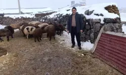 Kurt Saldırısında 214 Koyununu Kaybetti
