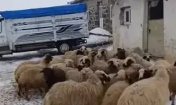 Kars’ta Kurt Saldırısı Sonrası Köylüler Seferber Oldu