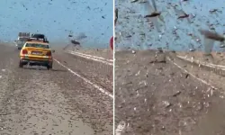 Dev Çekirge İstilası Paniği Sürücülere Zorluk Yaşattı