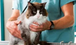 Kedilerde Kanser Haritası Çıkarıldı