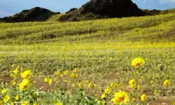 Ölüm Vadisi’nde Çiçek Patlaması