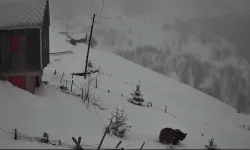 Kış Uykusundan Uyanan Ayı Yayla Evlerini Gezdi