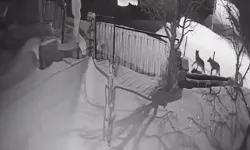 Artvin Şavşat’ta Aç Kalan Kurtlar Köye İndi