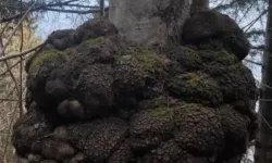 Trabzon’da Devasa Ağaç Yumrusu Şaşırttı