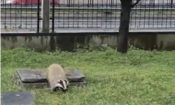 Trabzon’da Porsuk Site Bahçesine Girdi