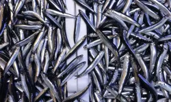 Hamsinin Tahtını Devirdi Sofralarda En çok Yenen Balık Oldu