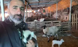 Pamukkale'de Sakız Koyunla Büyük Başarı