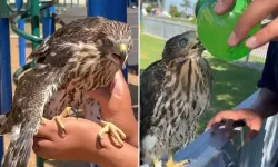 Şahine Alkol İçiren Gence Hapis Cezası