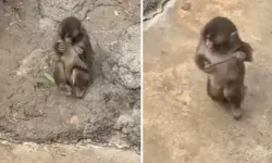 Maymun Punch Peluşu Bıraktı Yeni Oyuncağını Buldu