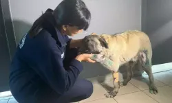 Ankara’da Köpeğe Uygulanan Şiddete Büyük Tepki