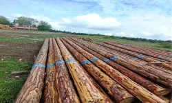 Samsun'da Orman Üretiminden 1,7 Milyar TL Katkı