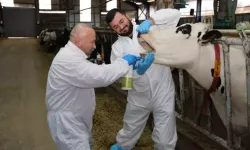 Trabzon Arsin’de Şap Hastalığı Karantinası