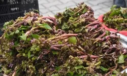 Faydaları Saymakla Bitmiyor Şifa Dağıtan Bitki