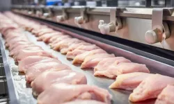 Ramazan Öncesi Tavuk İhracatına Dur Kararı