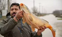 Meriç Taşkını Sonrası Tarlada 7 Kiloluk Sazan Görüntülendi