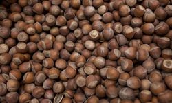 Fındıkta Çiftçi Tepkisi Büyüyor